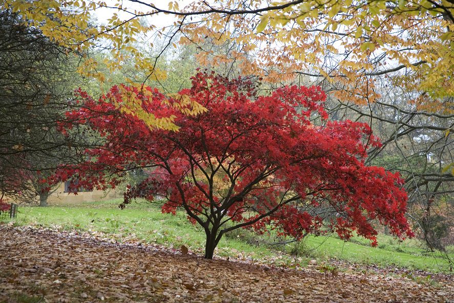 Batsford Arboretum - Ticket Experience Oxfordshire Batsford Arboretum - Ticket Experience Oxfordshire