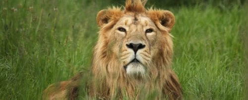 cotswold-wildlife-park