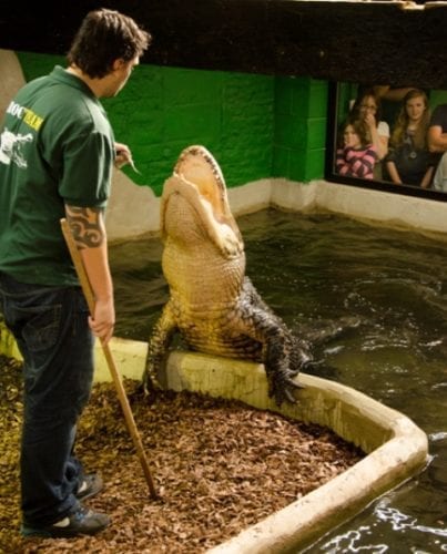 halloween-crocodiles-of-the-world