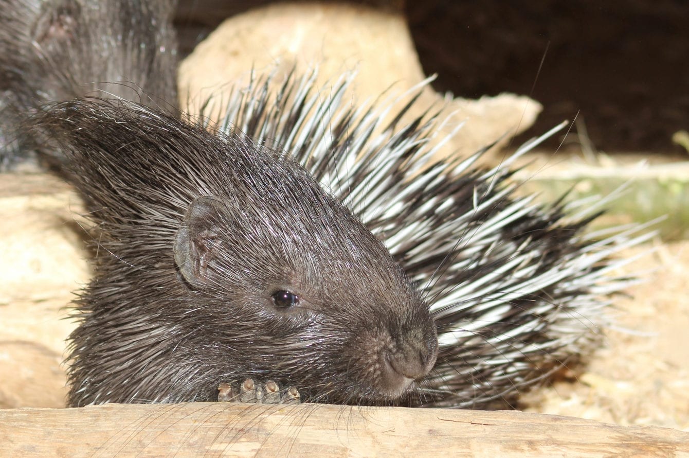 cotswold-wildlife-park