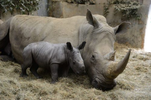 cotswold-wildlife-park