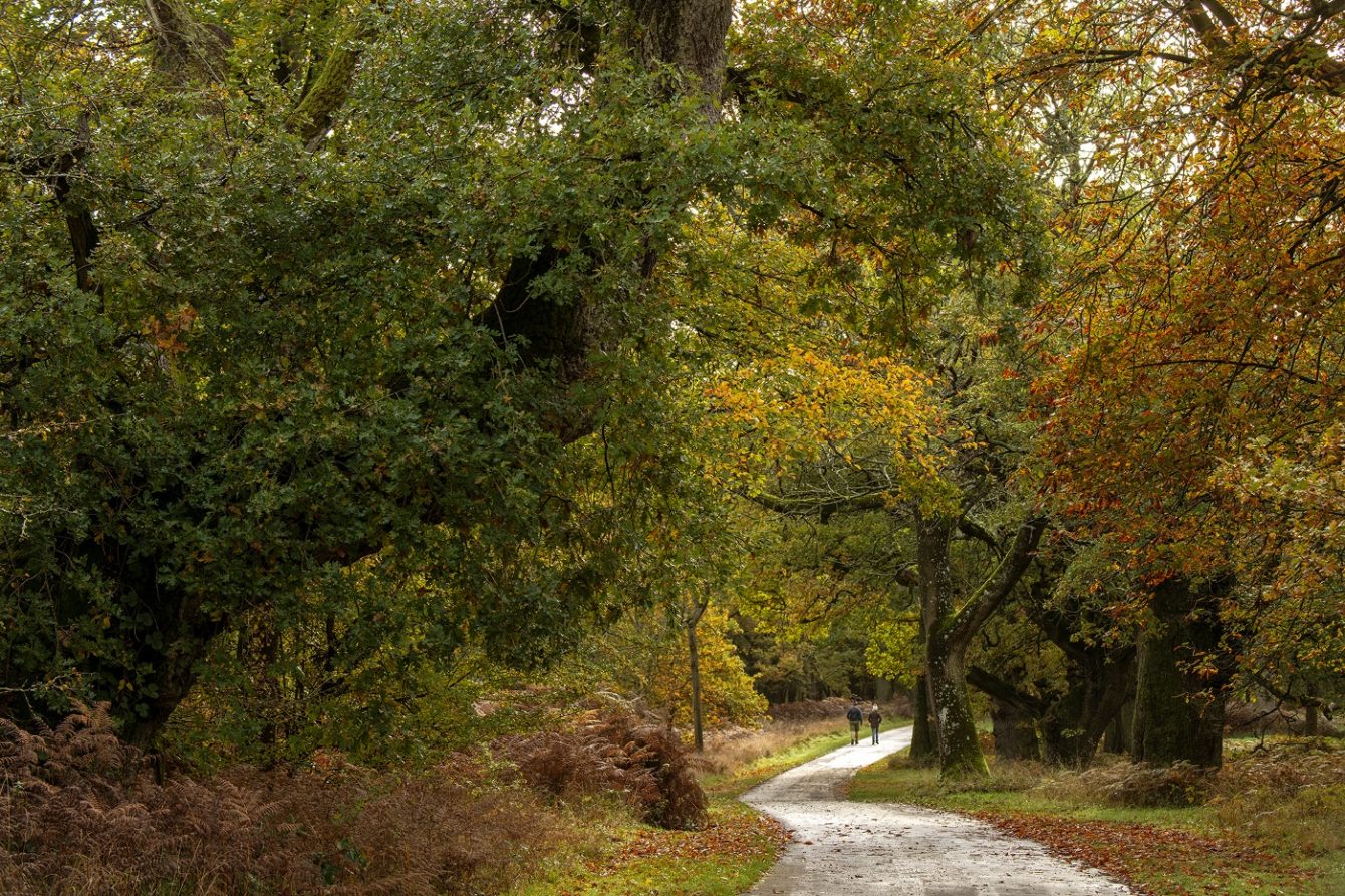 High Park Blenheim