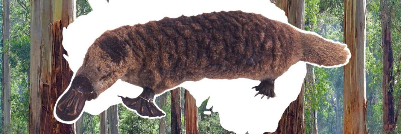 Platypus Matters – Experience Oxfordshire Platypus Matters – Experience Oxfordshire
